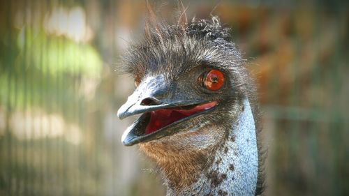 Close-up of ostrich or emu