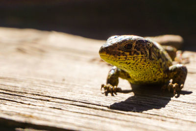 Close-up of lizard on wood