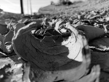Close-up of tree trunk