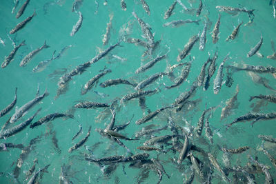 Full frame shot of swimming pool