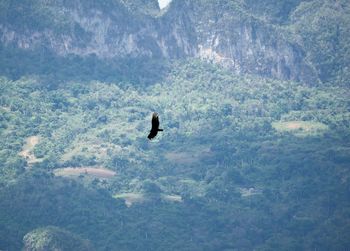 High angle view of silhouette bird flying above landscape