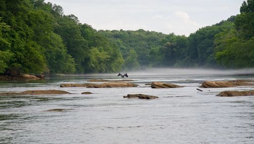 Scenic view of river amidst trees against sky