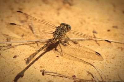 Close-up of insect on ground