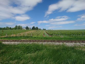 Scenic view of agricultural field against sky