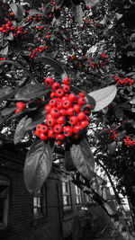 Close-up of red flowers