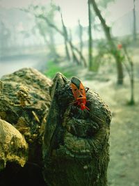 Close-up of insect perching on tree