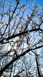 Low angle view of apple blossoms against sky