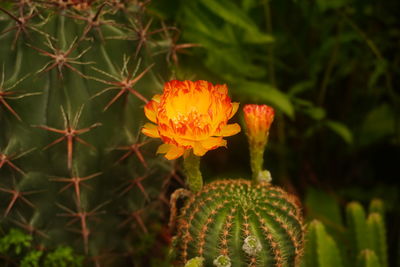 Close-up of orange flowering plant