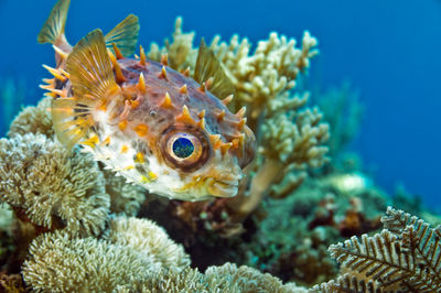 Close-up of fish swimming in sea