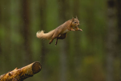 Close-up of squirrel on water