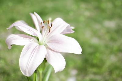 Close-up of white flowering plant