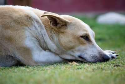 Close-up of dog lying on grass