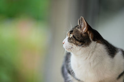 Close-up of a cat looking away