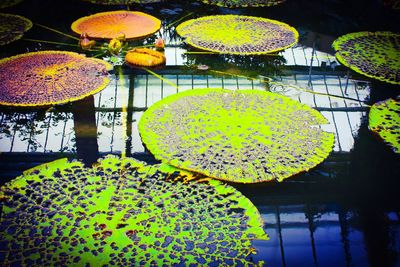 Close-up of leaves floating on water