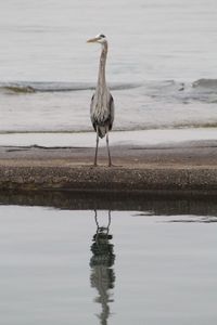 Bird perching on a lake