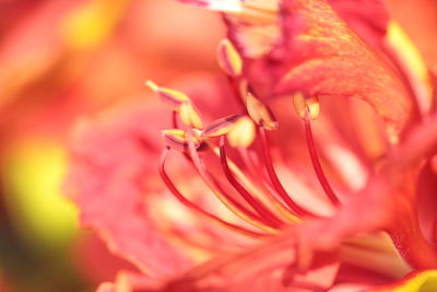 Close-up of insect on flower