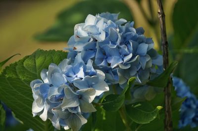 Close-up of blue hydrangea flowers blooming at park