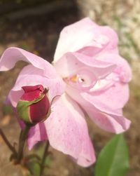 Close-up of pink rose blooming outdoors