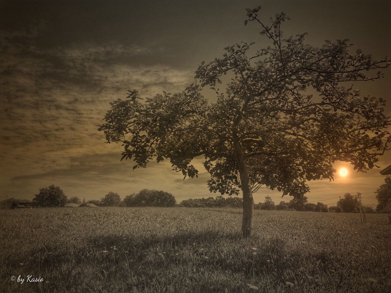 tranquility, tranquil scene, tree, field, landscape, scenics, beauty in nature, sunset, sky, nature, grass, silhouette, growth, bare tree, idyllic, branch, sun, non-urban scene, outdoors, dusk