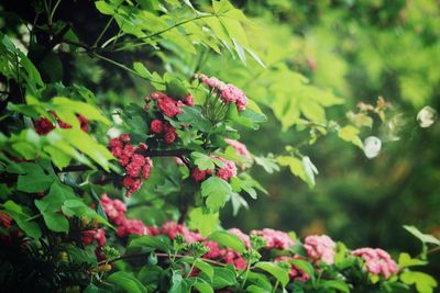 Close-up of red flowering plant