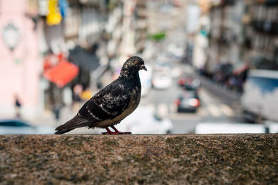 Bird perching on retaining wall