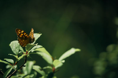 Close-up of butterfly pollinating on flower