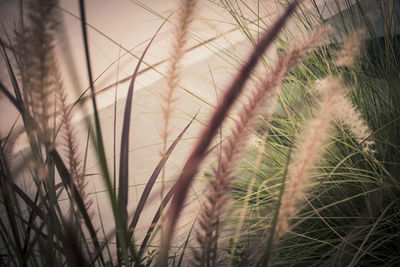 Close-up of grass on field