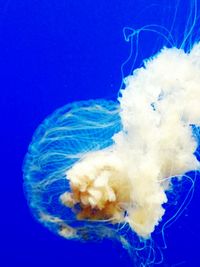 Close-up of jellyfish