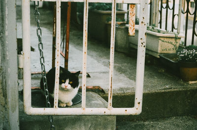 Portrait of cat seen through railing