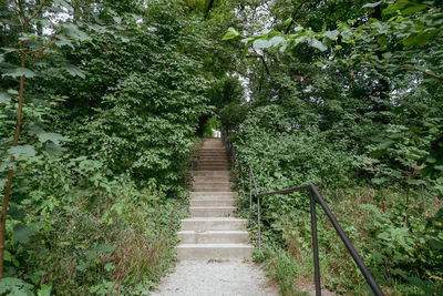 Footpath amidst trees in forest