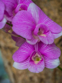 Close-up of pink flower