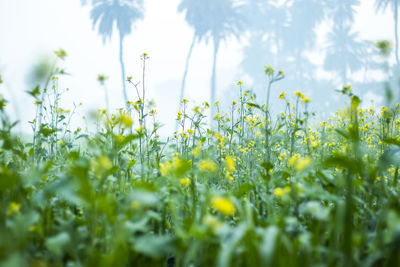 Close-up of yellow flowering plants on field