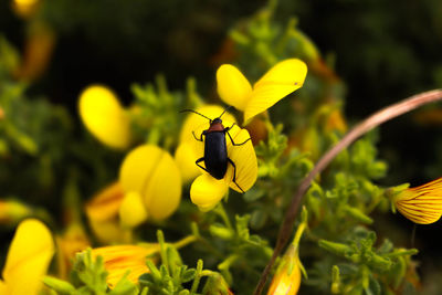 Close-up of bee on yellow flower