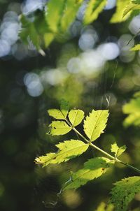 Close-up of green leaves