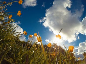 Low angle view of flowers blooming on field against clear sky