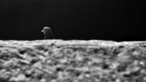 Close-up of bird perching on a field