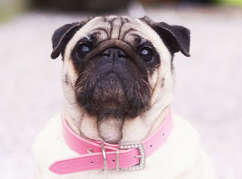 Close-up portrait of dog