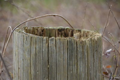 Close-up of wooden fence on tree stump in field