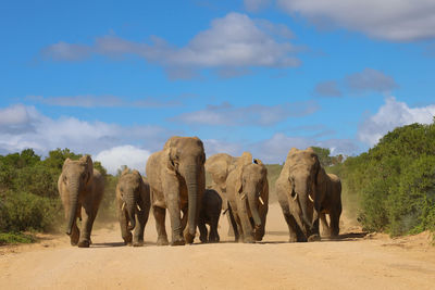Panoramic view of elephant on land against sky