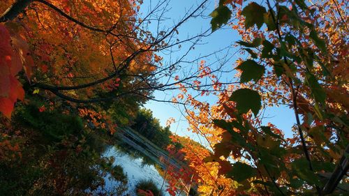 Low angle view of trees