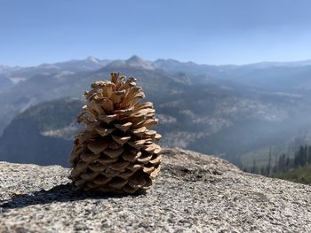 Fir cones in yosemite national park