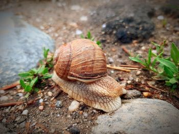 Close-up of snail on ground