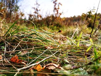 Close-up of dried leaves on grass