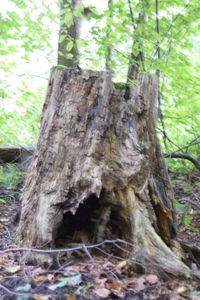 Close-up of tree trunk in forest