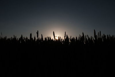 Silhouette trees against clear sky at night