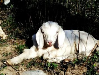 Portrait of white sheep