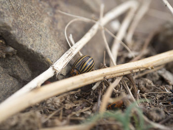Close-up of bug on field