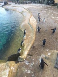 High angle view of swans swimming on lake