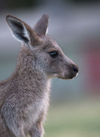 Close-up of an animal head