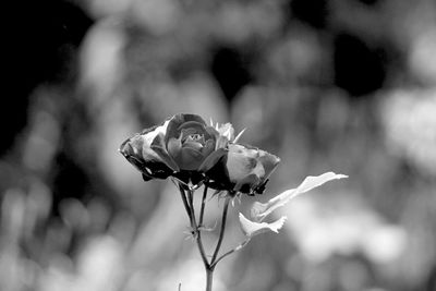 Close-up of rose blooming outdoors